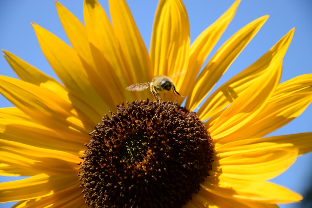 a bee on a sunflower with a blue sky in the background