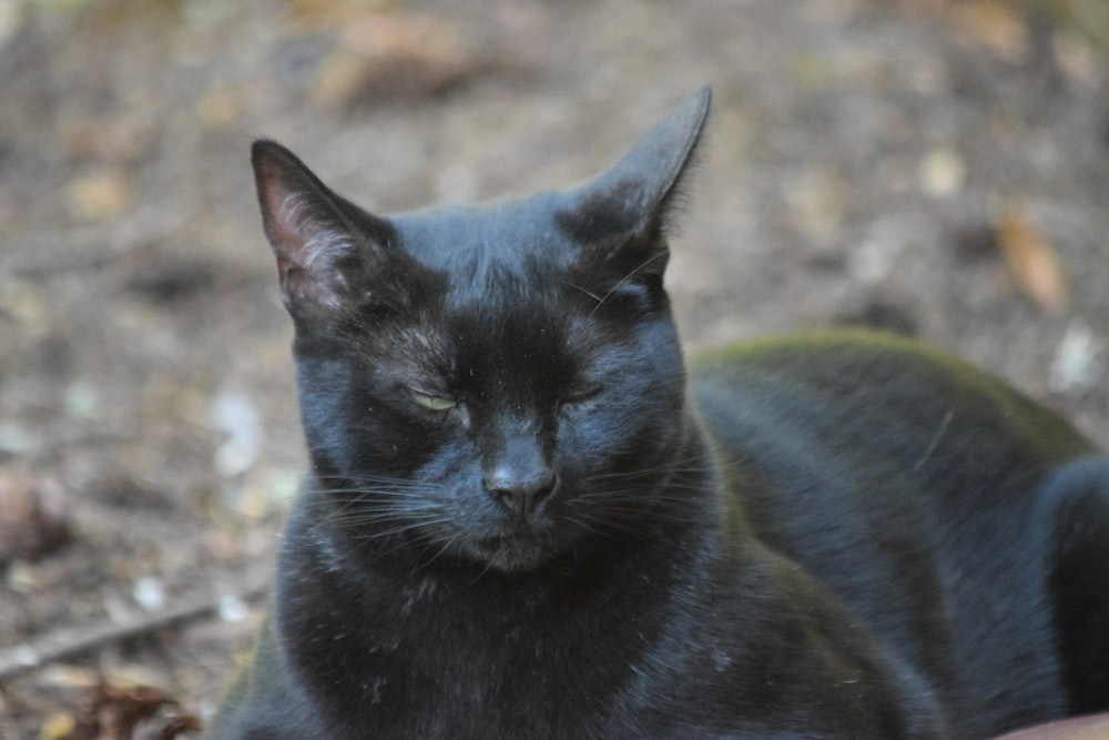 a black cat laying down on the ground