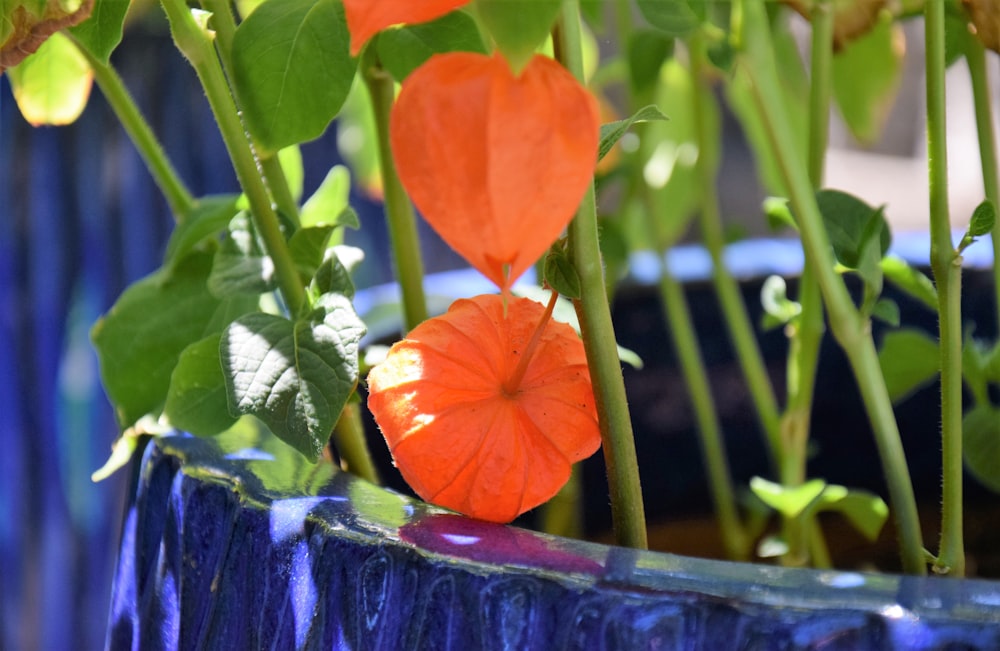 a close up of a flower in a blue vase