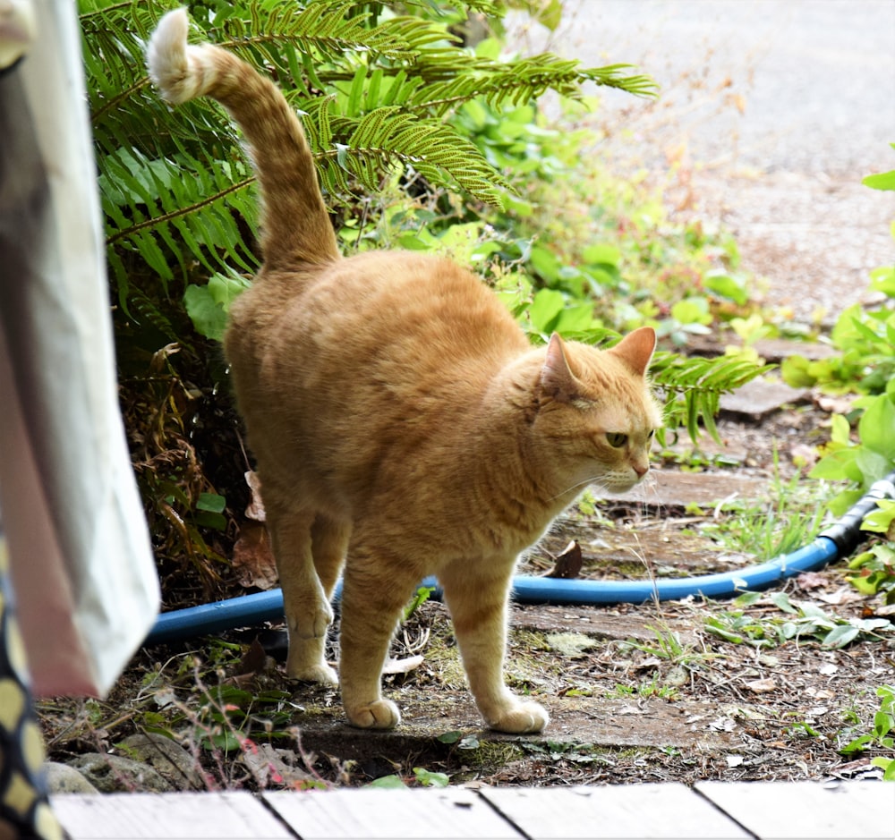 an orange cat standing next to a blue hose