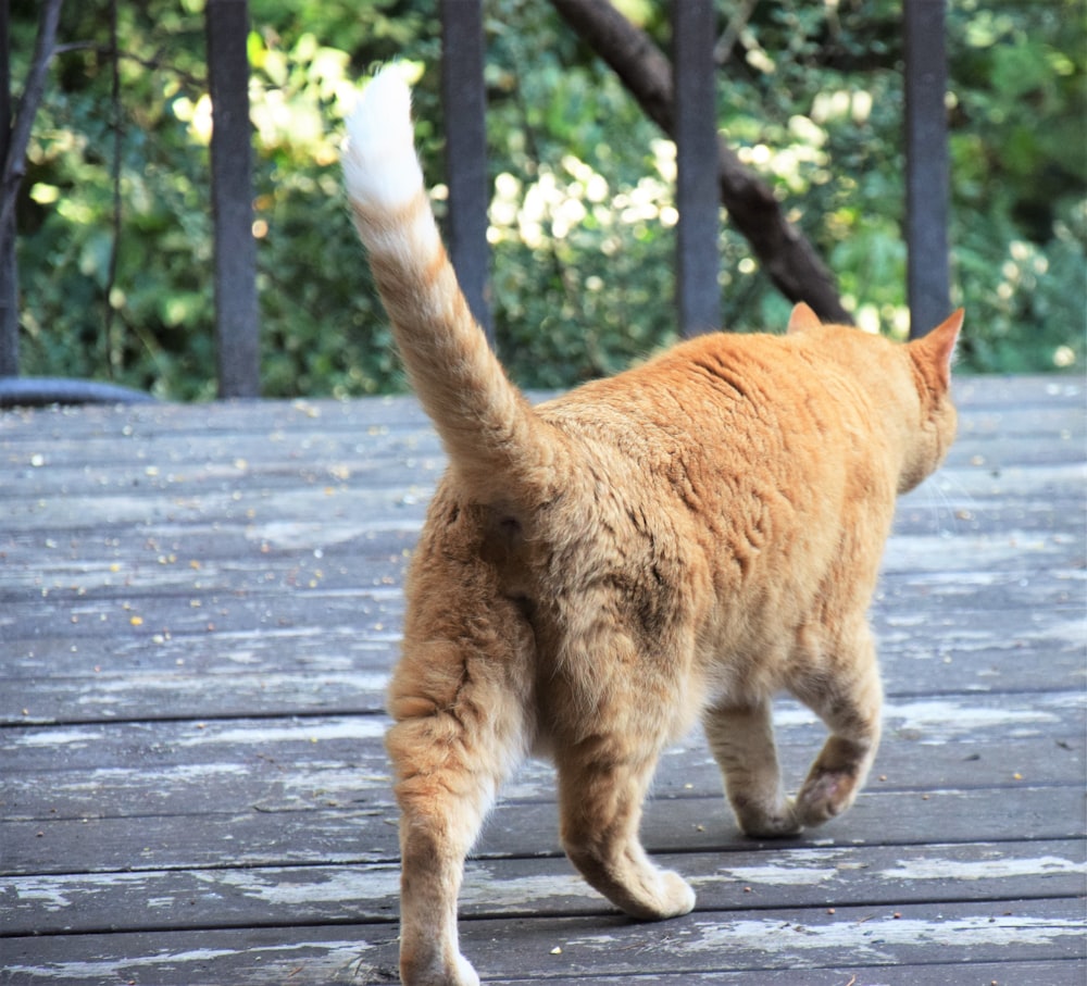 an orange cat walking across a wooden deck