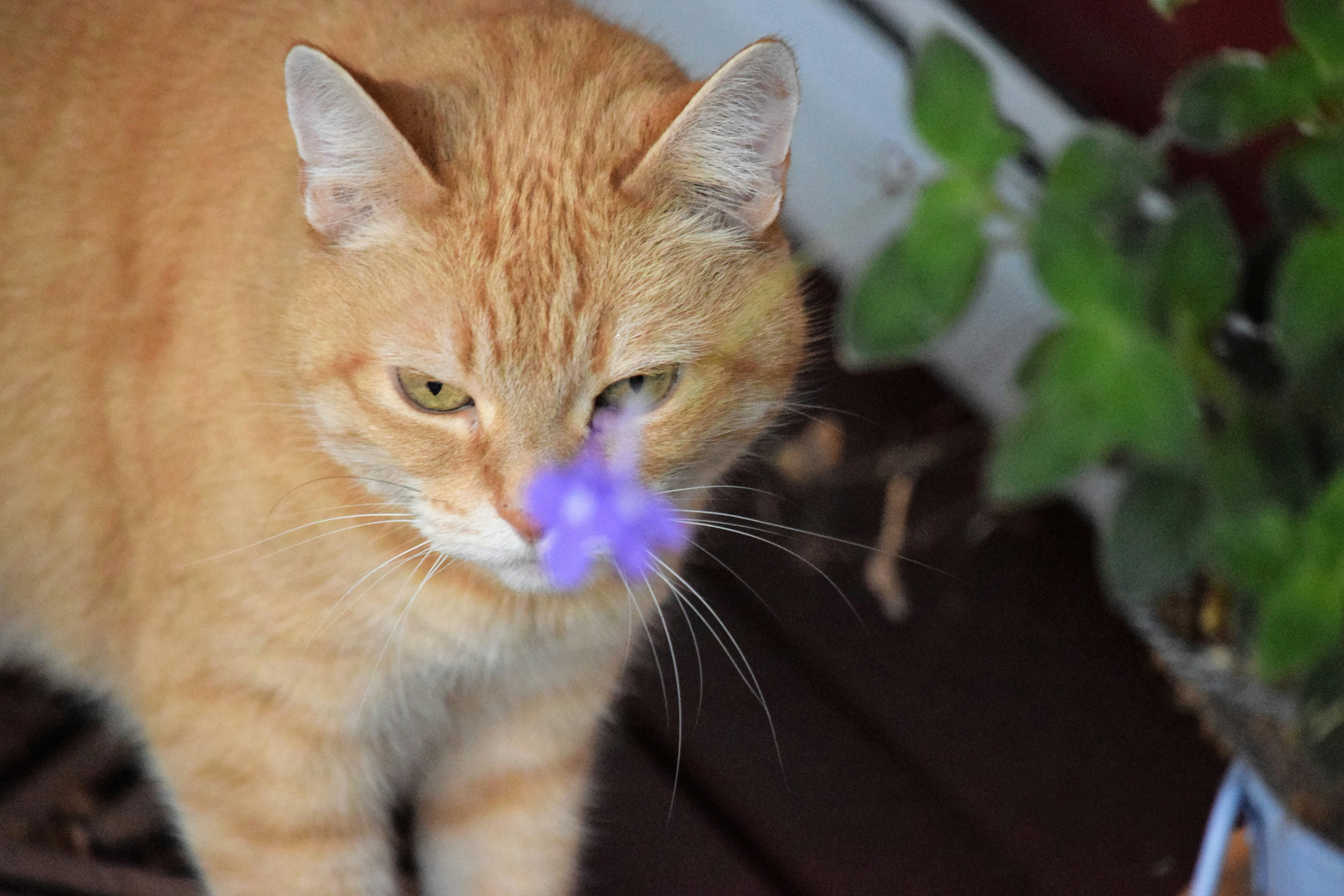 Environmental Enrichment Through Scent (image credits: unsplash)