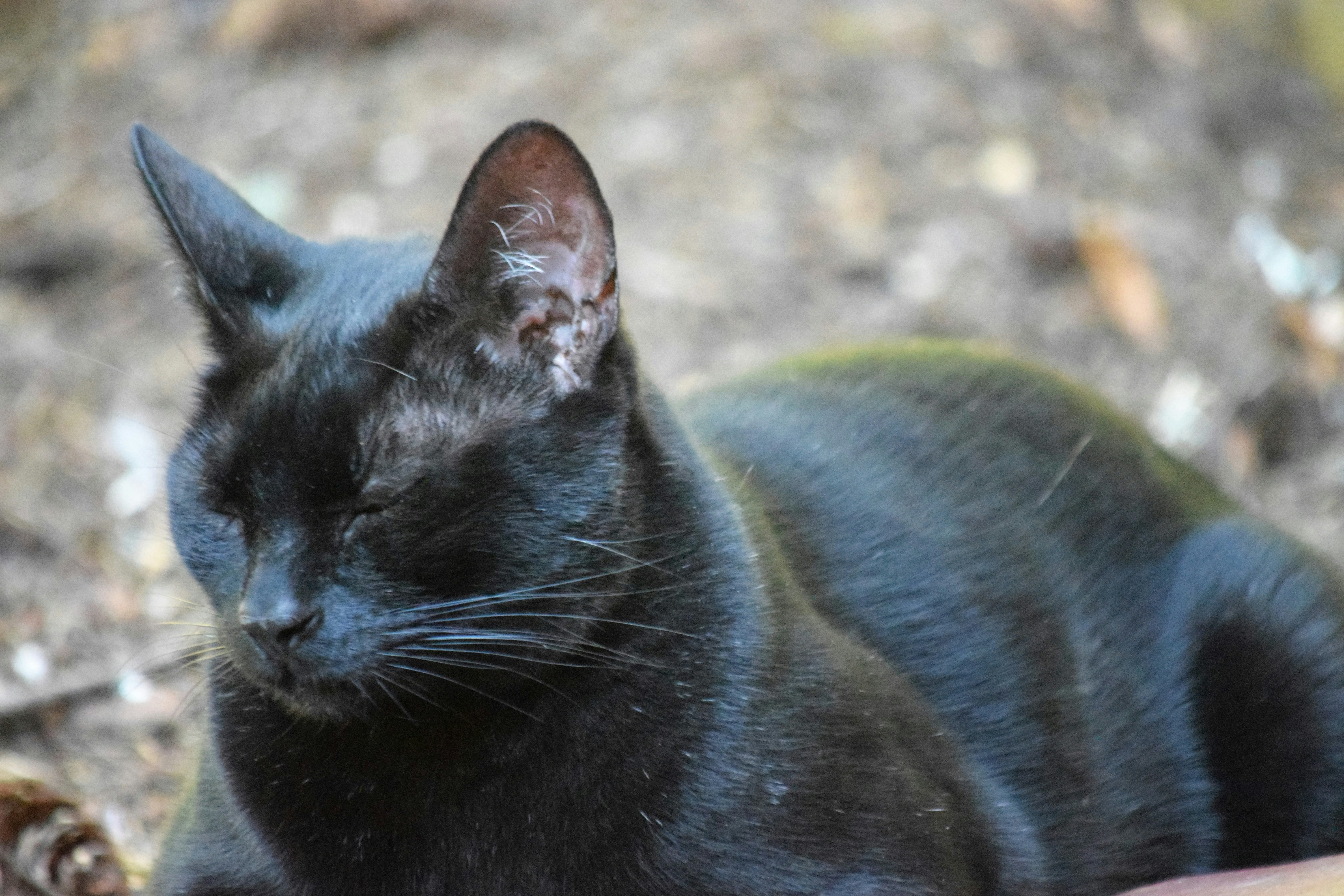 seekor kucing hitam sedang berbaring di tanah