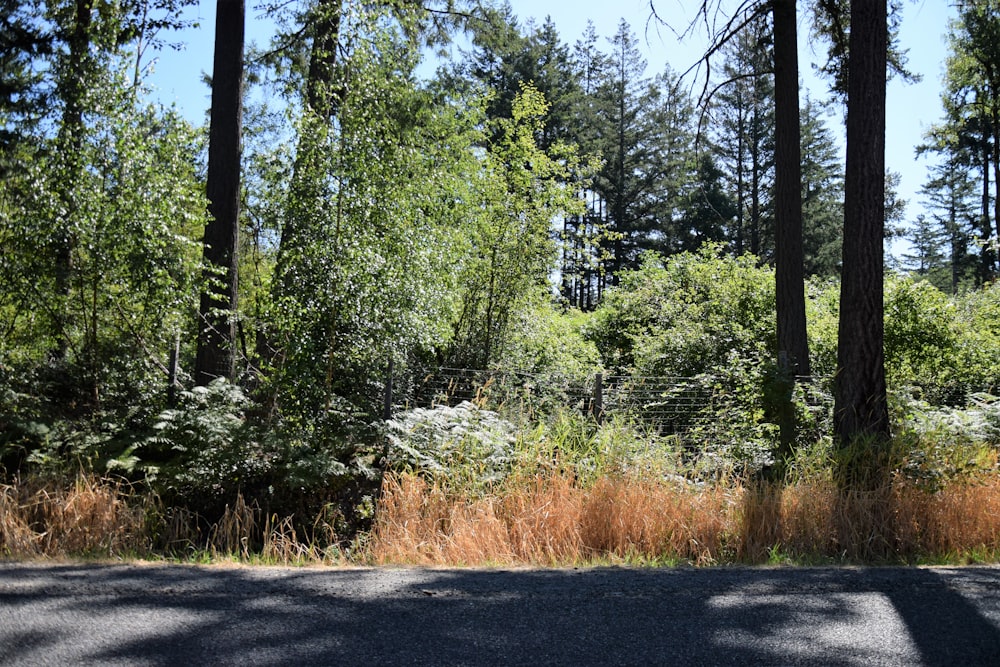 a road in the middle of a forest with tall trees