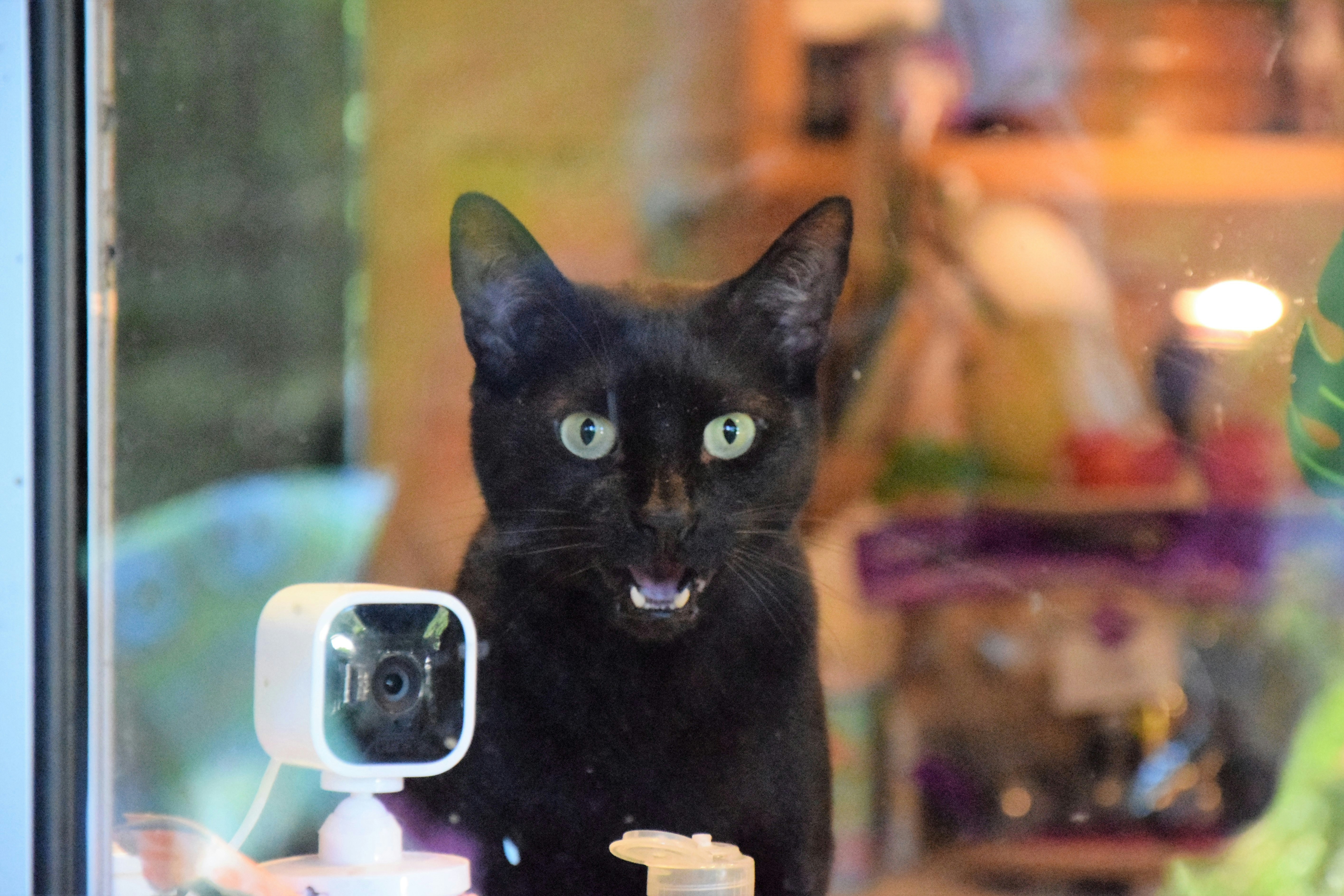 a black cat sitting in front of a window