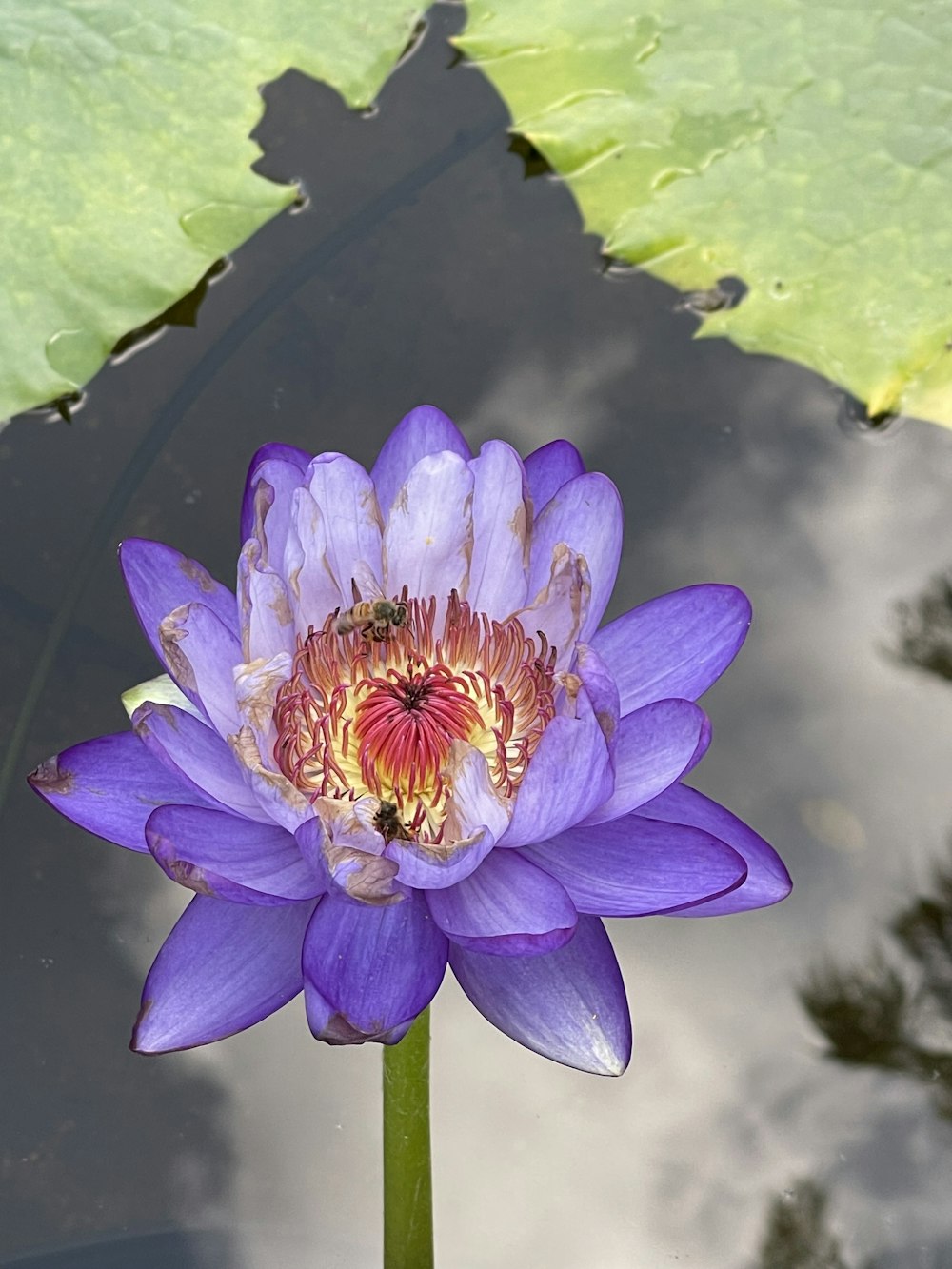 a purple water lily with a bee on it