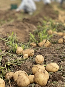 Freshly harvested potatoes lie scattered across a field with earthy soil and scattered green foliage, suggesting a recent harvest. In the blurred background, indistinct figures are kneeling, likely engaged in further harvesting activities.