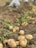 Freshly harvested potatoes lie scattered across a field with earthy soil and scattered green foliage, suggesting a recent harvest. In the blurred background, indistinct figures are kneeling, likely engaged in further harvesting activities.