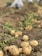 Freshly harvested potatoes lie scattered across a field with earthy soil and scattered green foliage, suggesting a recent harvest. In the blurred background, indistinct figures are kneeling, likely engaged in further harvesting activities.