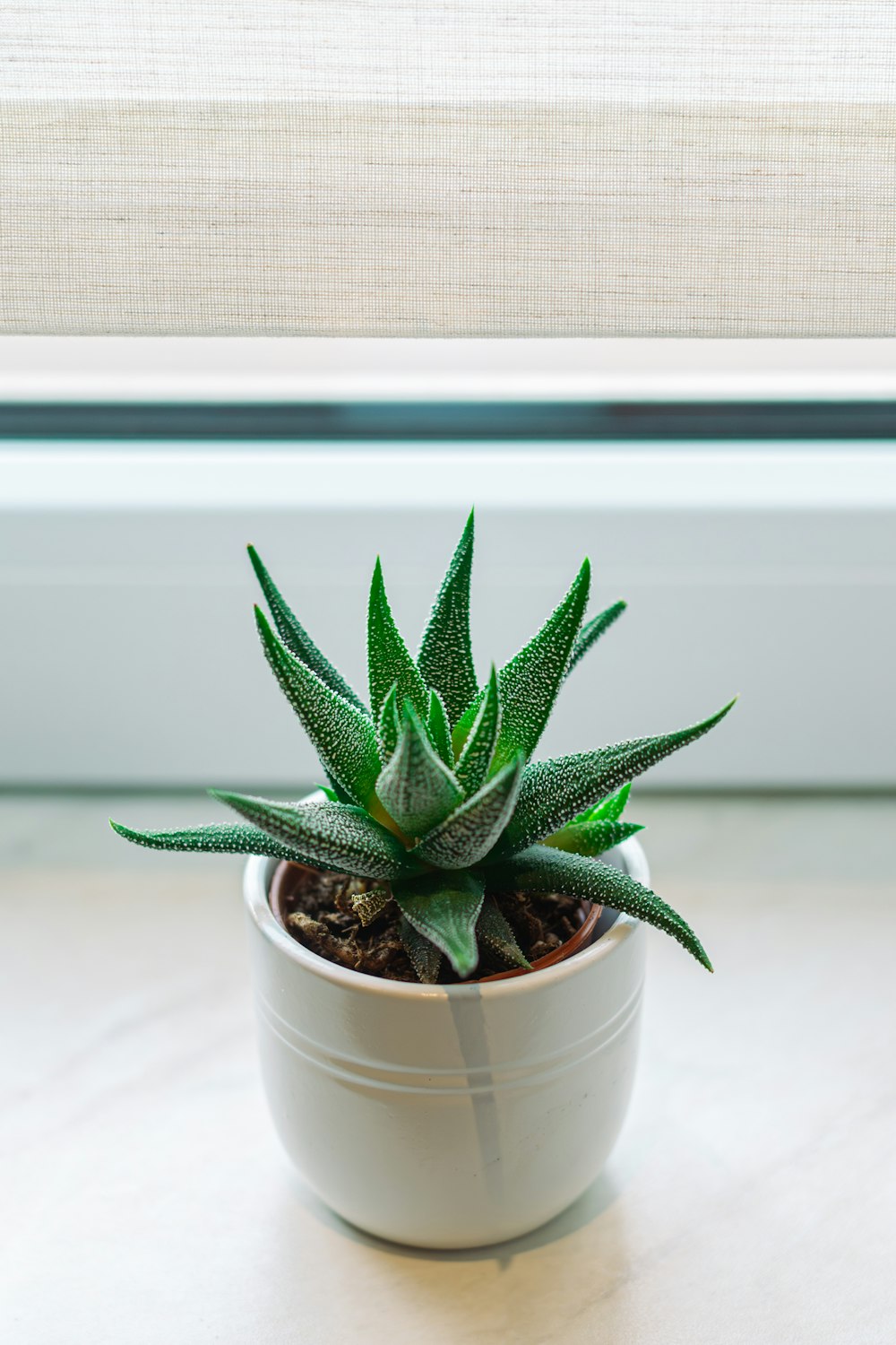 a small green plant in a white pot