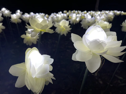 A vibrant crystal flower garden glowing softly at dusk.