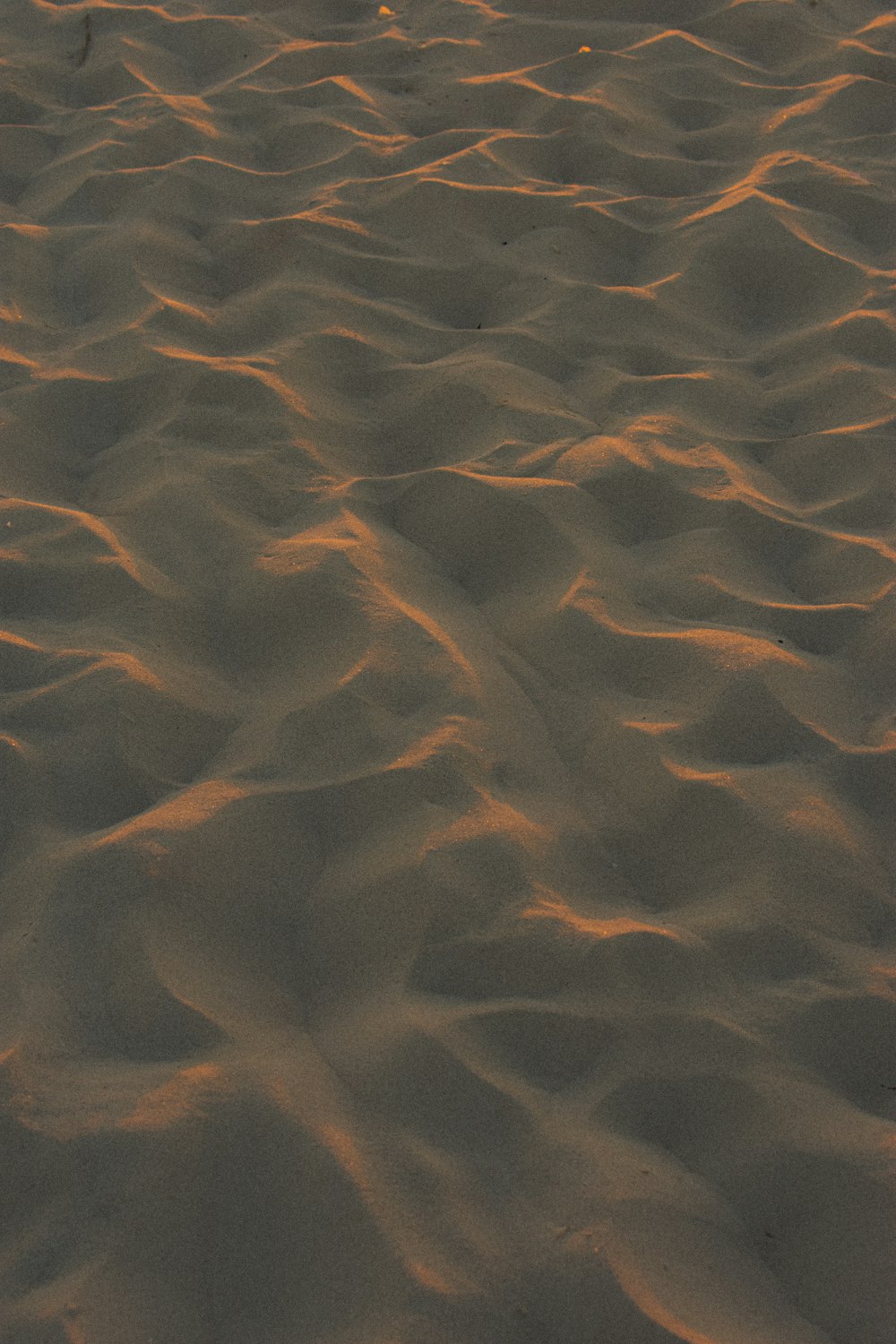 Ein Vogel steht bei Sonnenuntergang im Sand