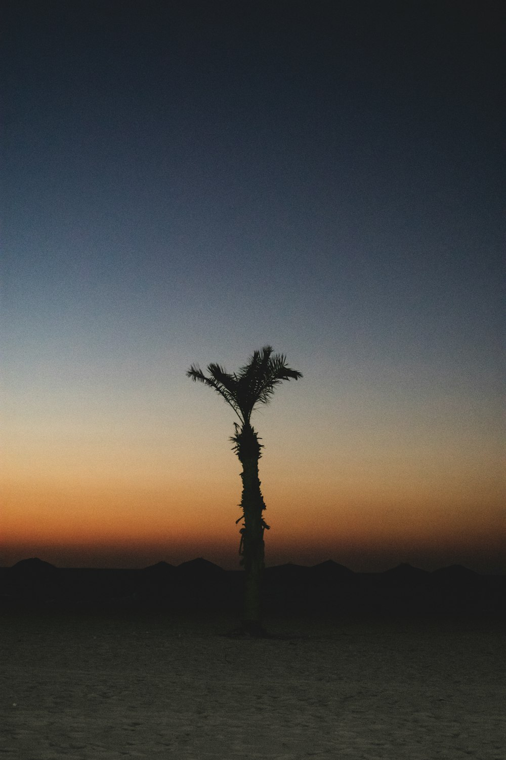 a palm tree in the middle of a desert