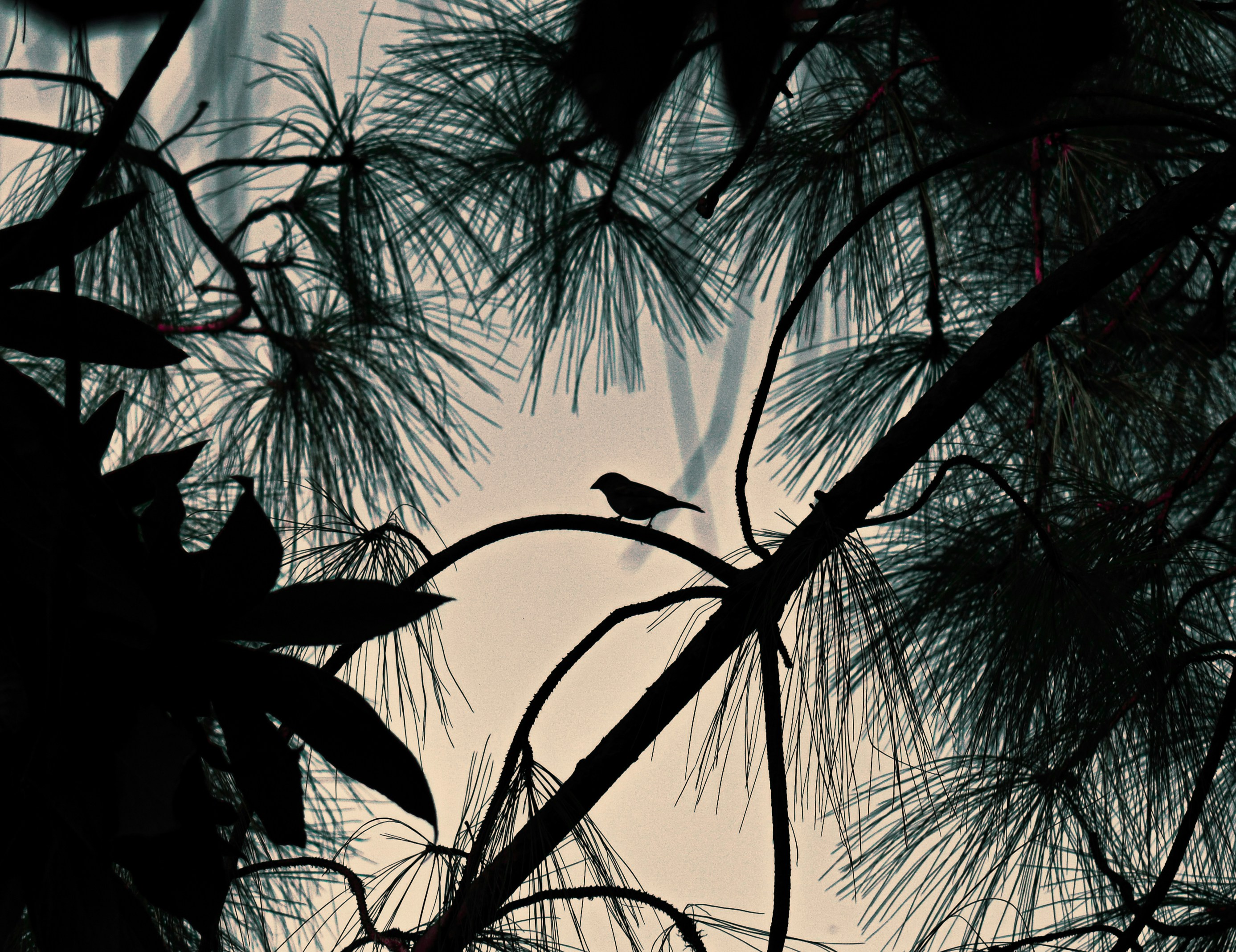 a bird sitting on a branch of a tree