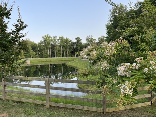 A tranquil pond surrounded by greenery and flowers.