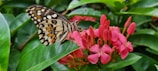 A detailed image of a butterfly resting on a vibrant flower.