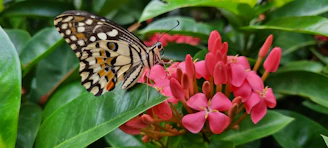 A detailed nature-themed coloring page with flowers, trees, and butterflies for children.