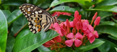 A detailed image of a butterfly resting on a vibrant flower.