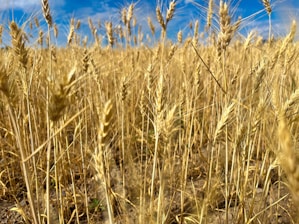 Aerial view of golden wheat fields under a bright blue sky at Agro Fazenda Reunidas.