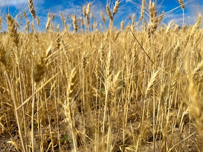 Aerial view of golden wheat fields under a bright blue sky at Agro Fazenda Reunidas.