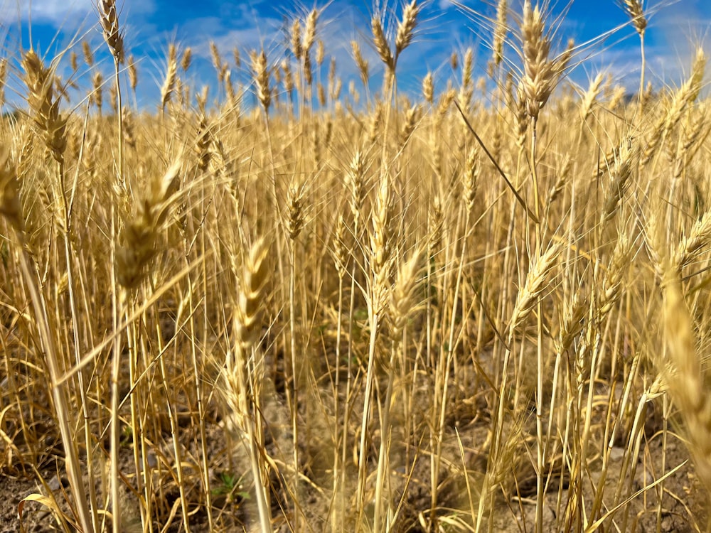 um campo de trigo com um céu azul no fundo