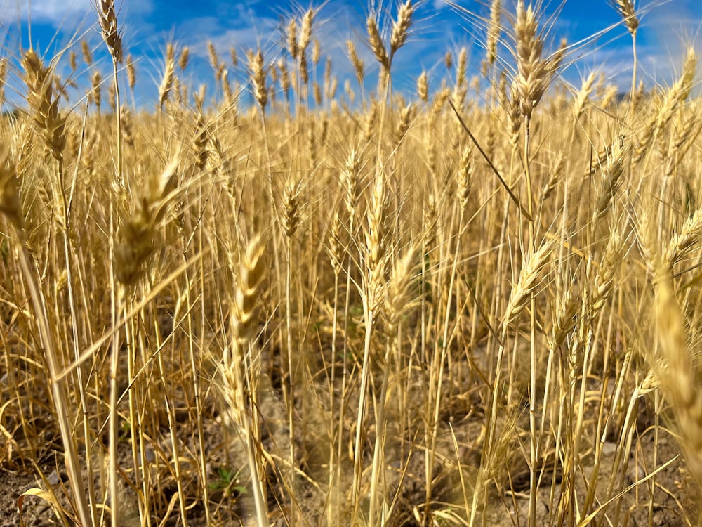 a field of wheat with a blue sky in the background