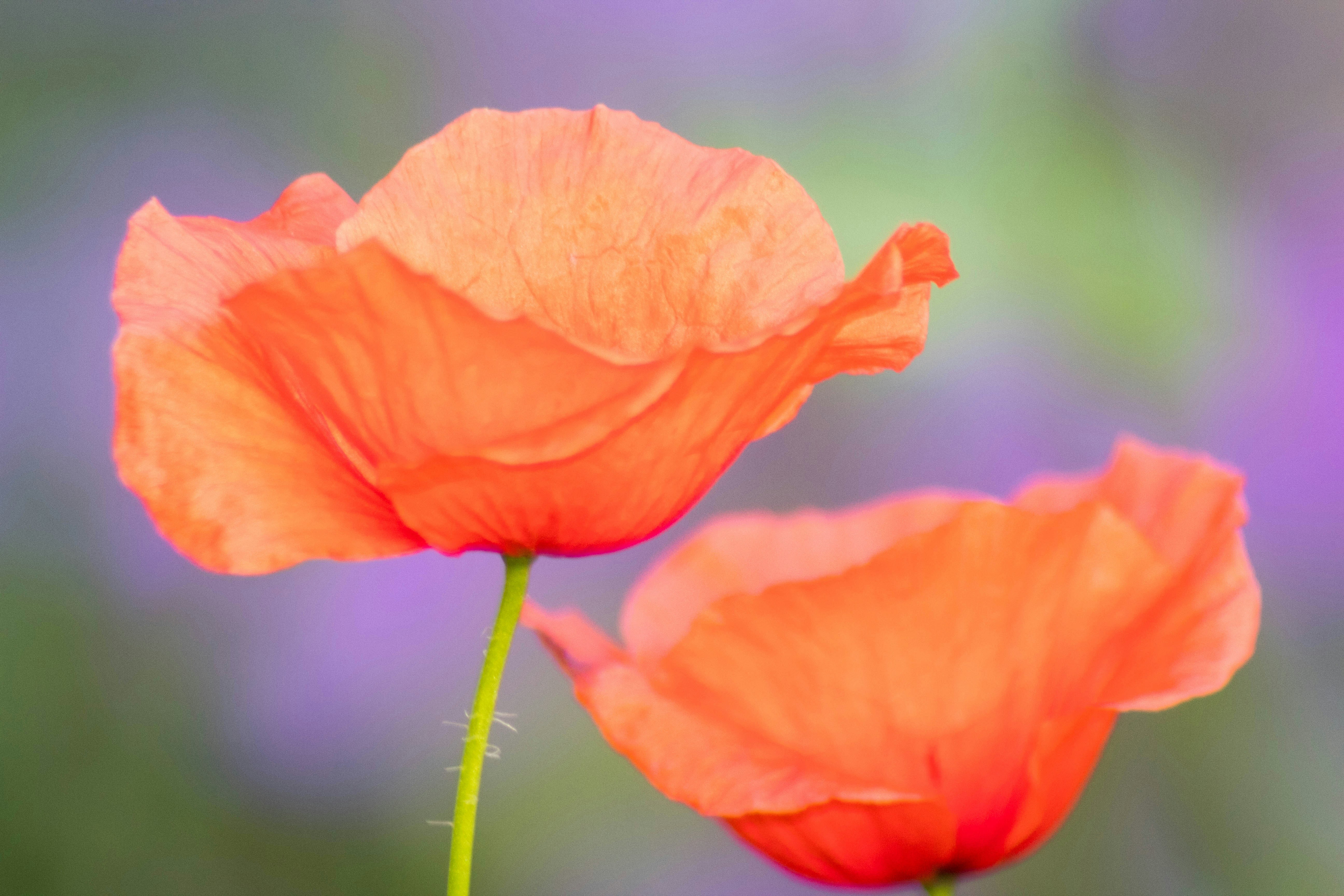 Photo by iversonmodo