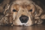 Close-up of a fluffy dog resting its head on a memory foam pet bed.