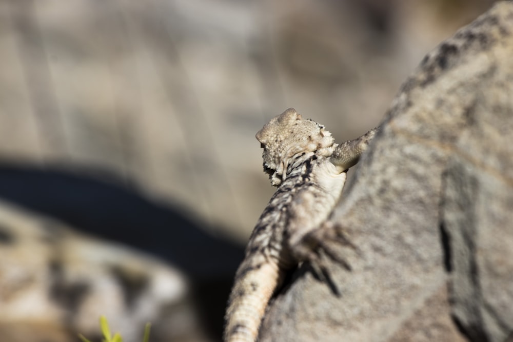 a close up of a lizard on a rock