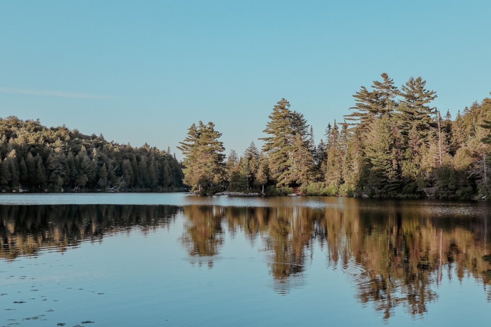 a body of water surrounded by trees