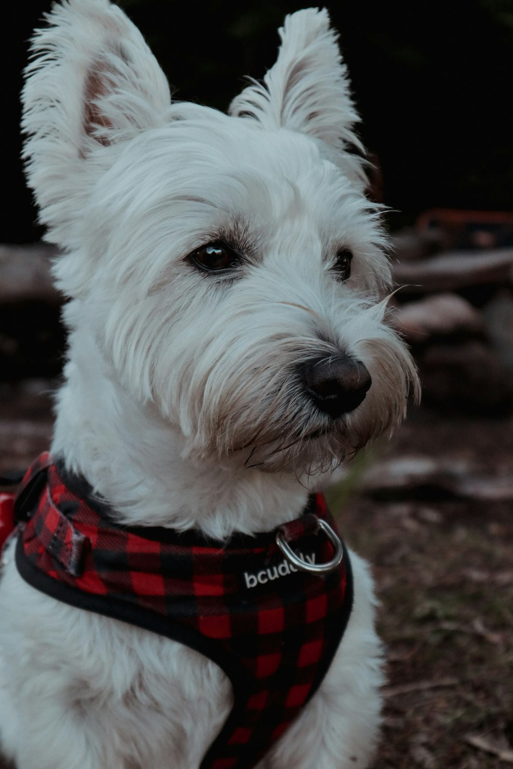a small white dog wearing a red and black harness