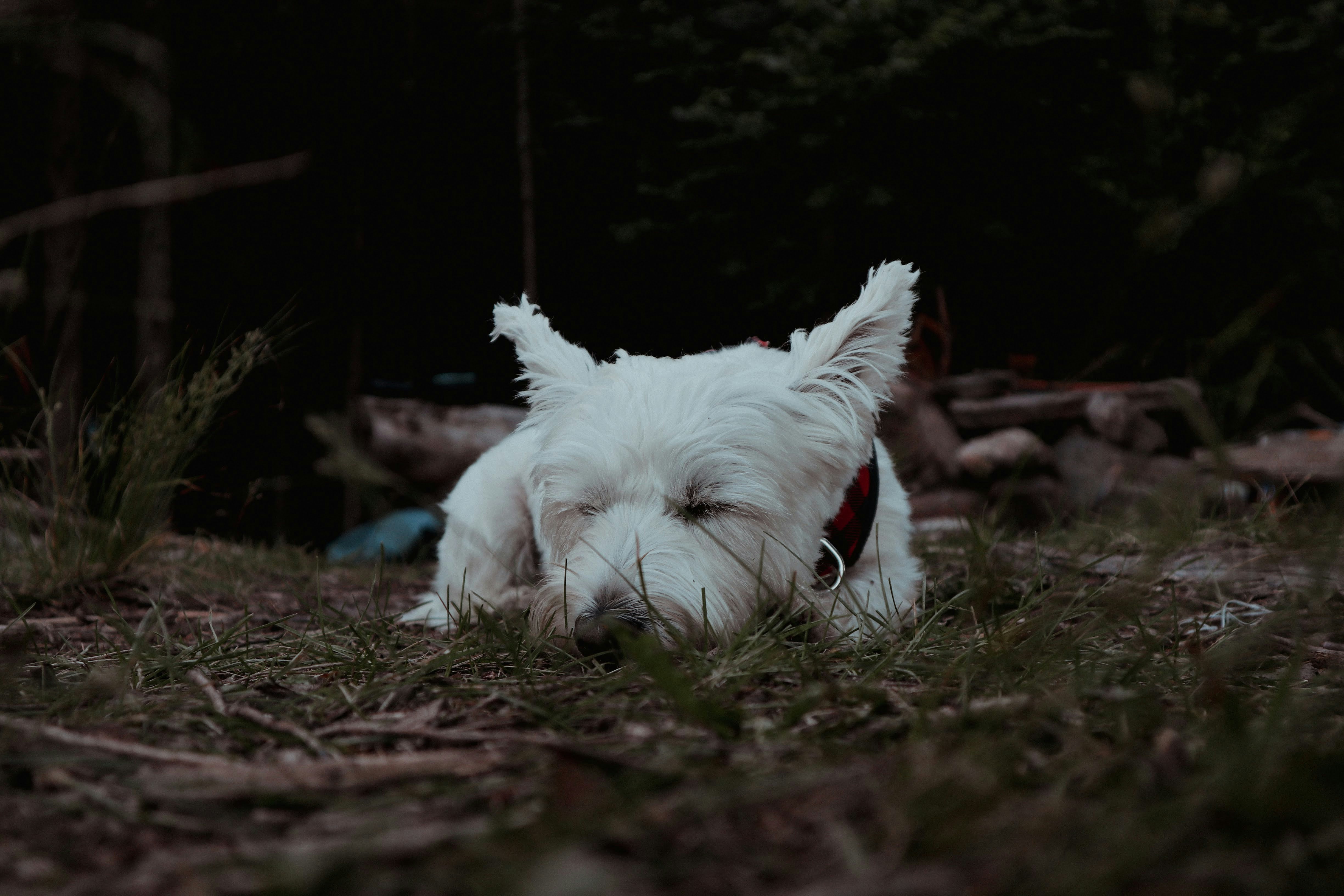 um pequeno cão branco deitado em cima de um campo coberto de grama