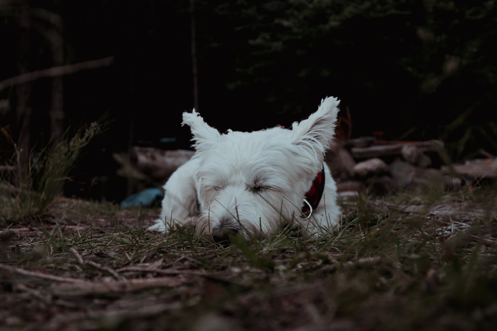 a small white dog laying on top of a grass covered field