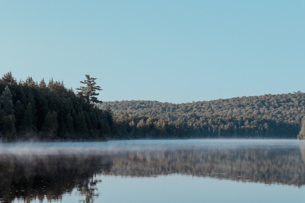 a body of water surrounded by a forest