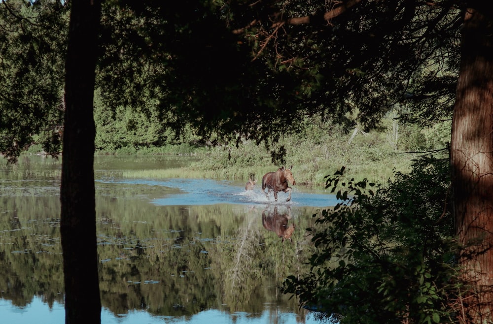 a horse that is walking in some water