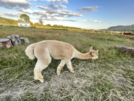 A gentle alpaca grazing peacefully on a sunlit mountain meadow surrounded by wildflowers.