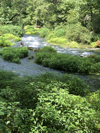 A serene stream winding through lush greenery with sunlight sparkling on the water’s surface.