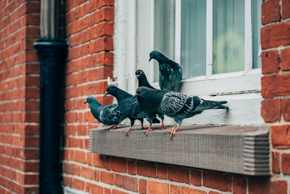 a flock of pigeons standing on a window sill