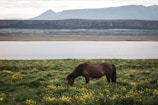 A gentle horse grazing peacefully in the recovery pastures surrounded by wildflowers.