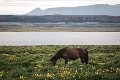 A gentle horse grazing peacefully in the recovery pastures surrounded by wildflowers.