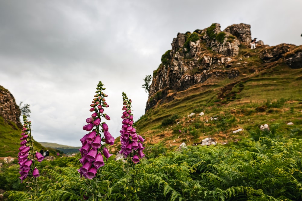 purple flowers in the foreground with a mountain in the background