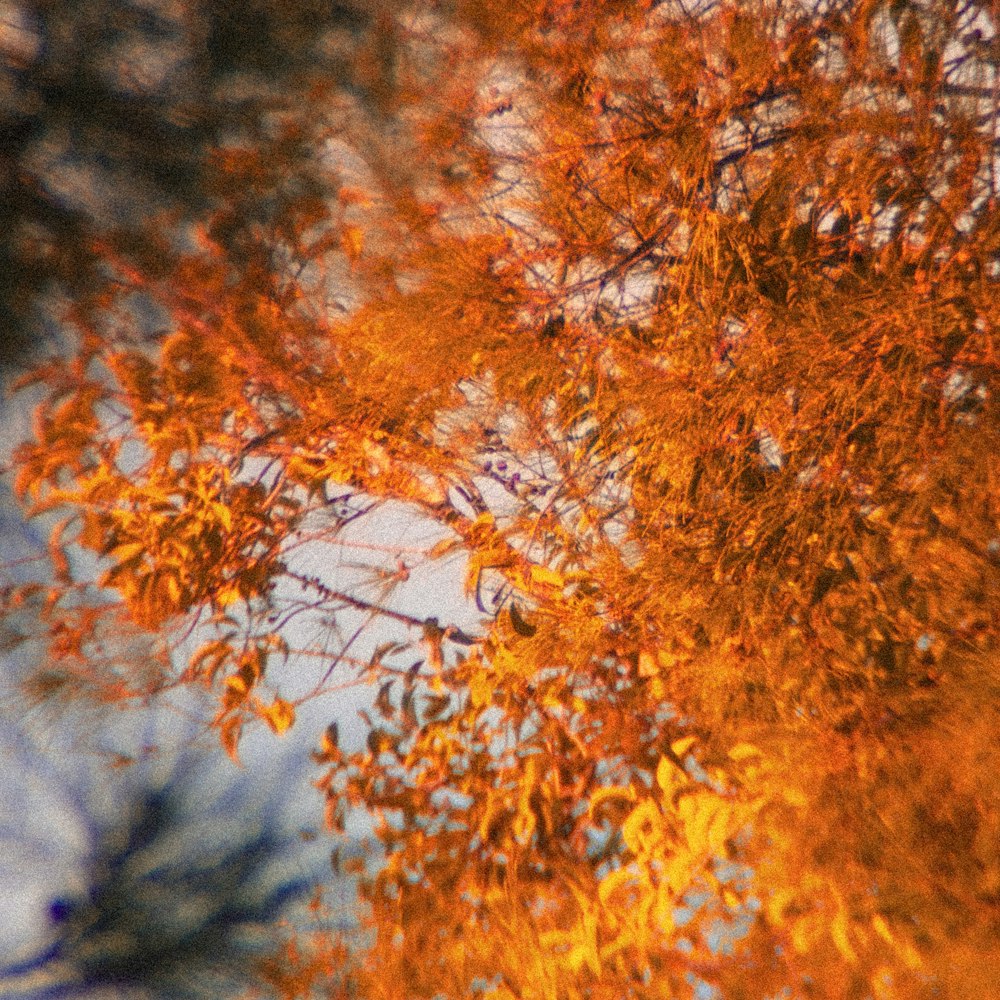 a picture of a tree with orange leaves