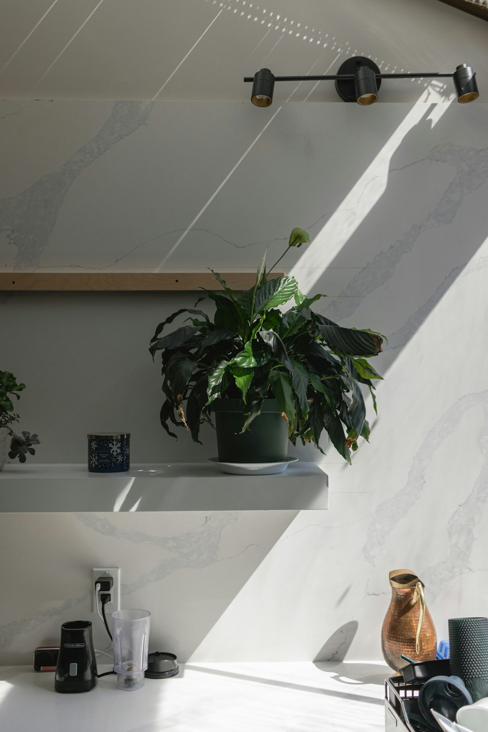 a potted plant sitting on top of a shelf