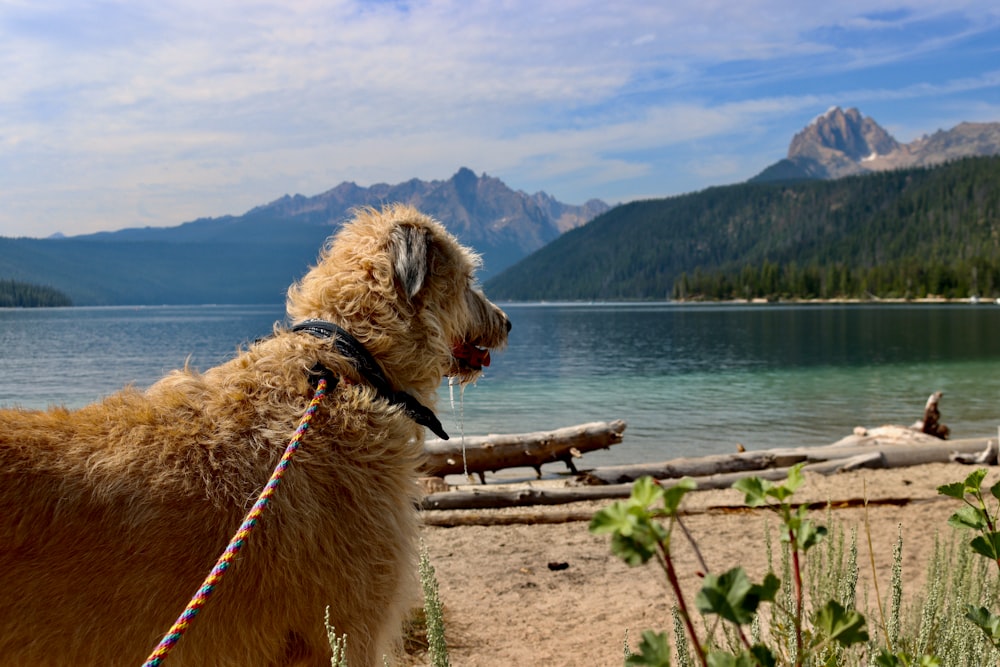 a brown dog standing on top of a sandy beach