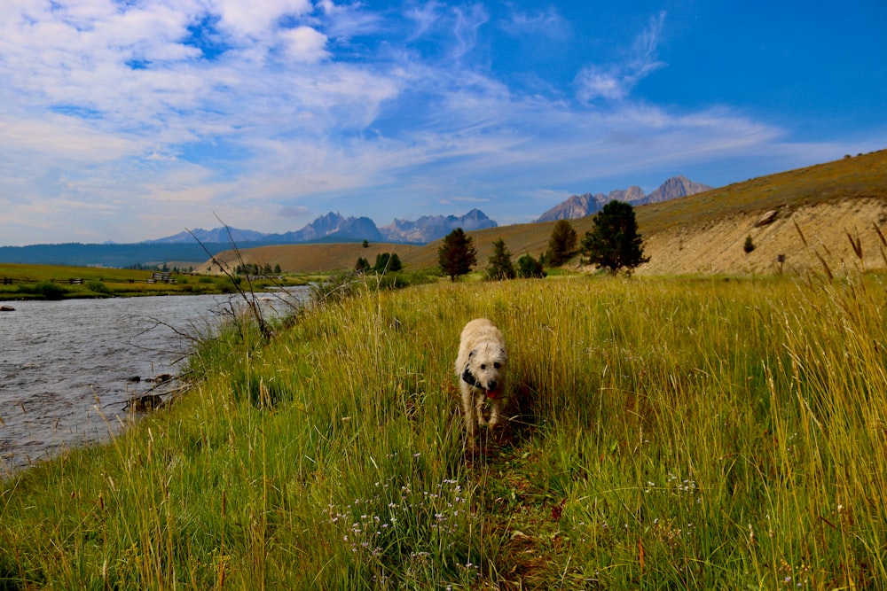a dog is walking in the grass near a river