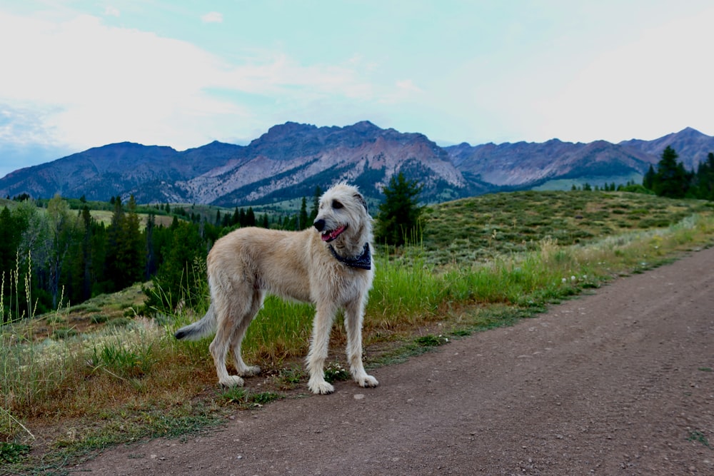 a large white dog standing on a dirt road