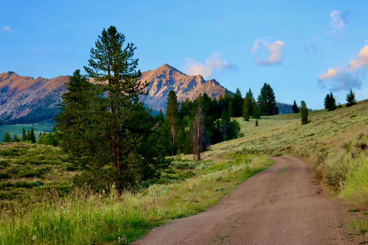 A dirt road through tall grass and pines below a rocky peak