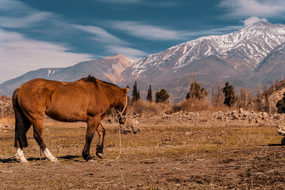 Un caballo marrón parado en la cima de un campo de hierba seca