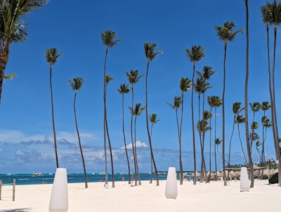 Spacious lot with palm trees near the white sandy beach.