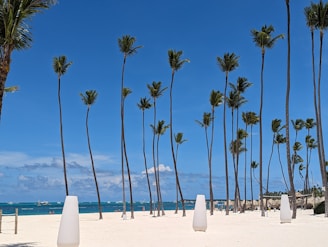 Spacious lot with palm trees near the white sandy beach.